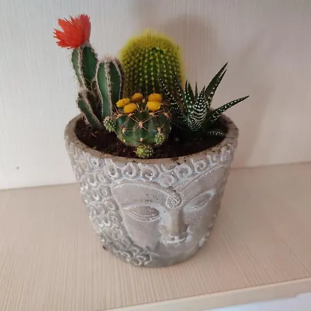 Casa Zen Pensiune